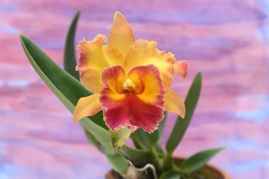 Renkli bir arkaplanda Cattleya orkide çiçeğinin yakın çekimi.