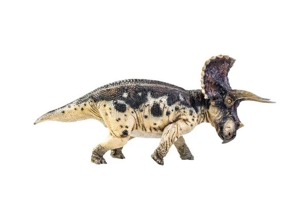Dinosaurus Triceratops Izolované Cestě Pro Ořezávání Pozadí — Stock fotografie