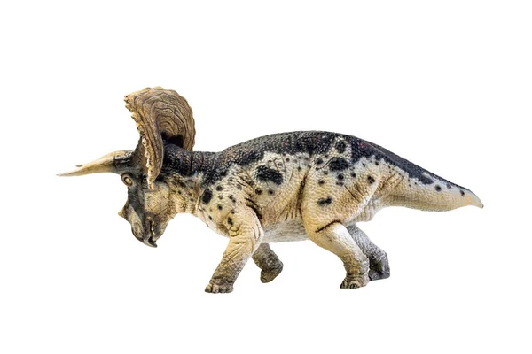 Δεινόσαυρος Triceratops Απομονωμένη Διαδρομή Απόληξης Υποβάθρου — Φωτογραφία Αρχείου