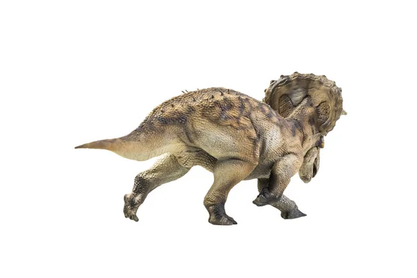 Dinosaurio Triceratops Ruta Recorte Fondo Aislado —  Fotos de Stock