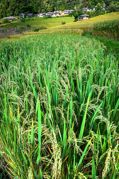 Τοπίο Της Ταράτσας Ρυζιού Στο Ban Bong Piang Τσιάνγκ Μάι — Φωτογραφία Αρχείου
