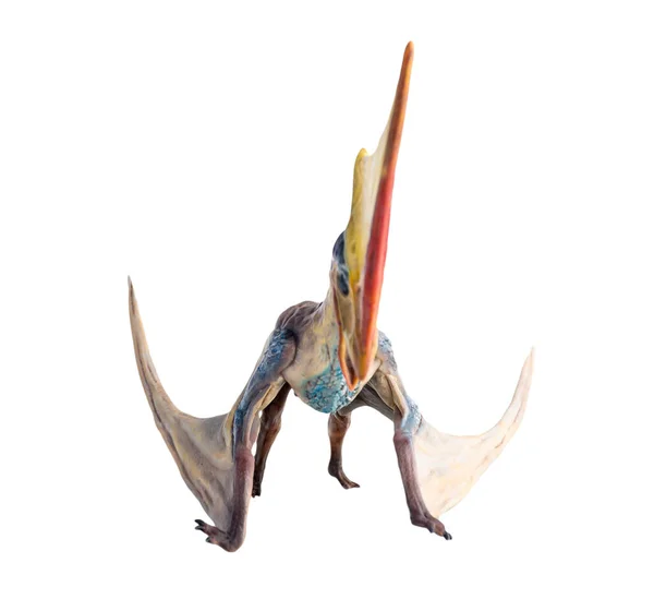Dinozaur Tupandactylus Izolowana Ścieżka Wycinania Tła — Zdjęcie stockowe