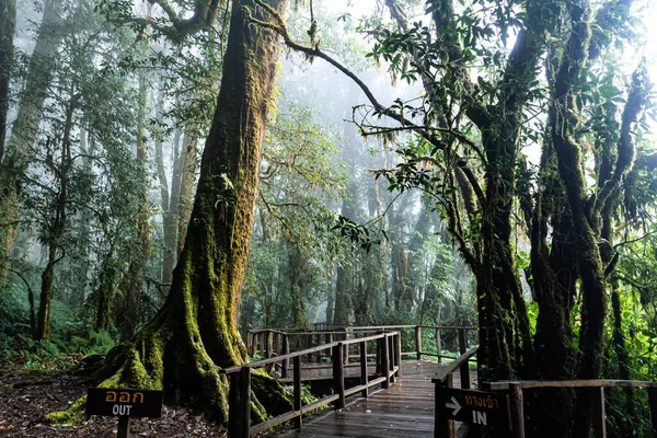 Indah Hutan Hujan Ang Alam Trail Doi Inthanon Taman Nasional — Stok Foto