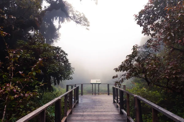 Hermosa Selva Tropical Sendero Natural Ang Parque Nacional Doi Inthanon — Foto de Stock