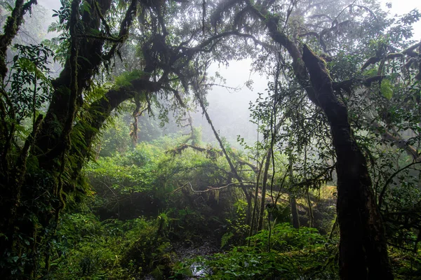 Όμορφο Τροπικό Δάσος Στο Μονοπάτι Της Φύσης Από Στο Doi — Φωτογραφία Αρχείου