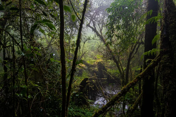 在茵他侬国家公园 泰国李安 曲径通幽美丽的雨森林 — 图库照片