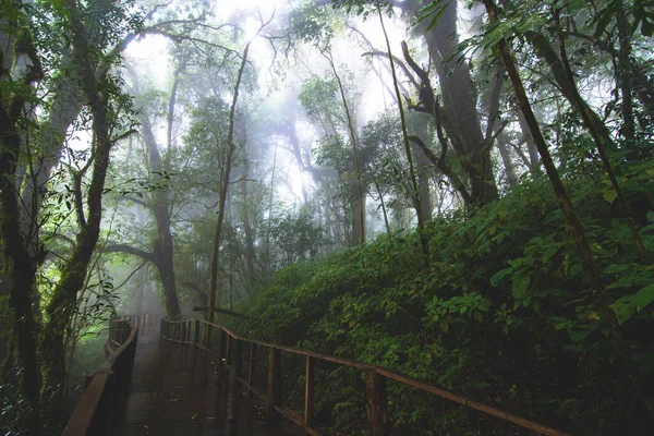 在茵他侬国家公园 泰国李安 曲径通幽美丽的雨森林 — 图库照片