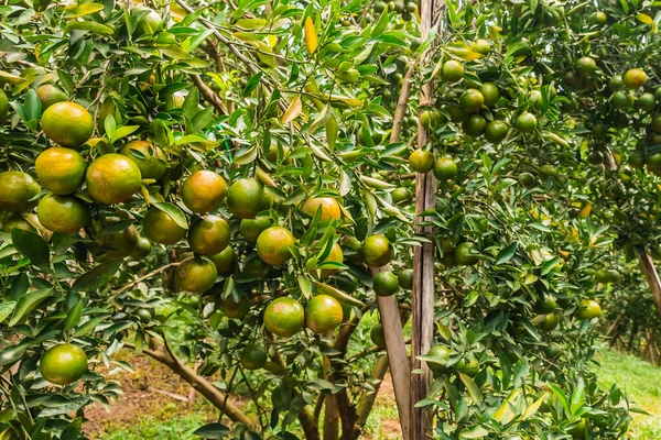 萨苏玛斯 邦莫特橘子在树上成熟过程中的封闭作用 — 图库照片