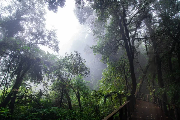 Gyönyörű Esőerdők Ang Tanösvény Doi Inthanon Nemzeti Park Thaiföld — Stock Fotó