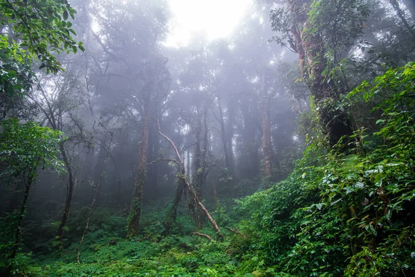 Дождевой Лес Природной Тропе Национальном Парке Дой Интханон Таиланд — стоковое фото