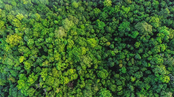 Aerial View Landscape Green Forest — Stock Photo, Image