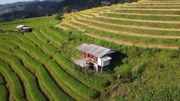 Luftaufnahme Von Reisterrassenfeld Ban Pong Piang Chiang Mai Provinz Thailand — Stockvideo