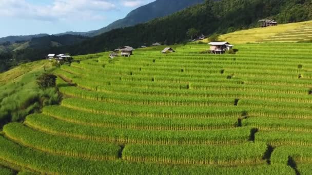 Ban Pong Piangchiang Mai Eyaleti Tayland Daki Teraslı Pirinç Tarlası — Stok video