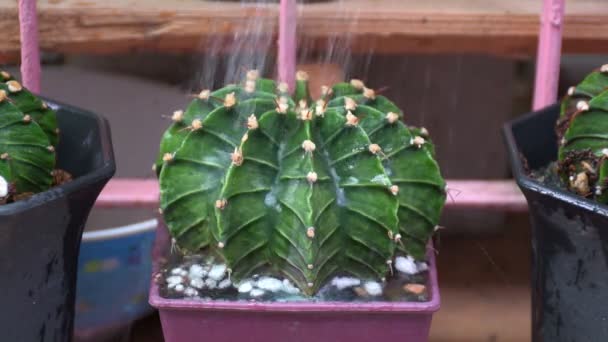 Полив Растения Кактусом Кастрюле Вода Кактус Небольших Горшках — стоковое видео