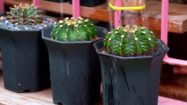 鉢に植物サボテンを散水植物に水をやります 小さな鍋にサボテンの水 — ストック動画