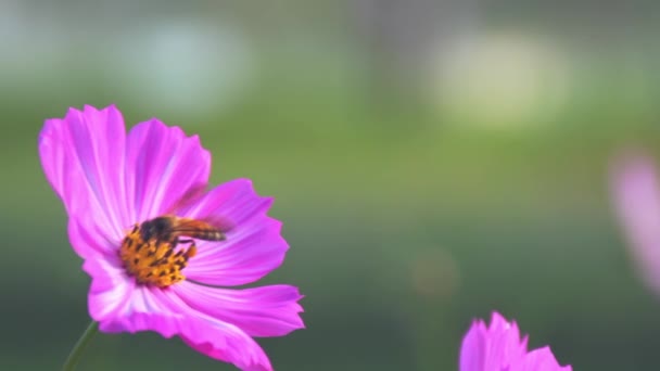 花粉に来る蜂の昆虫とカラフルな庭の花の終わり スローモーション — ストック動画