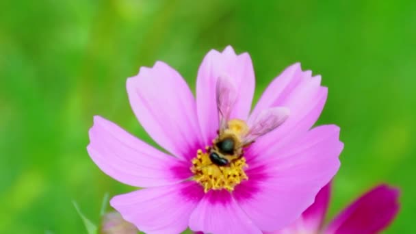 花粉に来る蜂の昆虫とカラフルな庭の花の終わり スローモーション — ストック動画