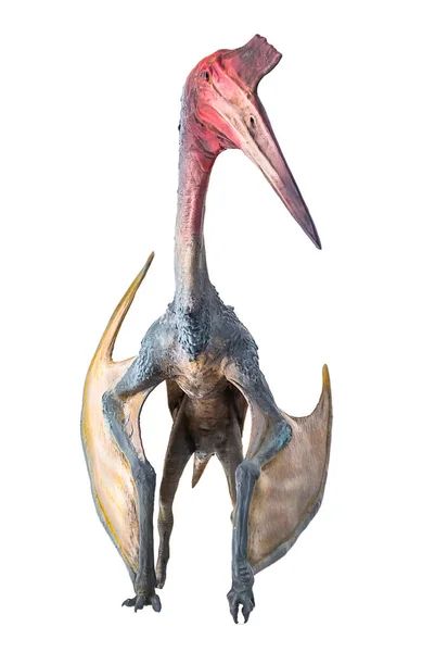 Pterozaur Dinozaur Odosobnionym Tle — Zdjęcie stockowe
