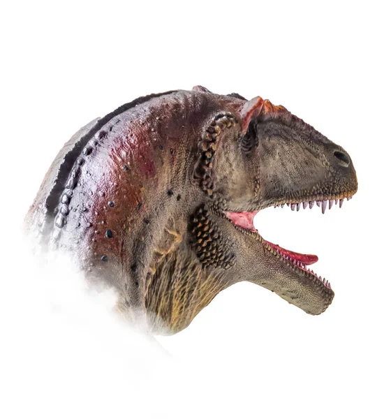 Het Hoofd Van Carcharodontosaurus Dinosaurus Geïsoleerde Achtergrond — Stockfoto