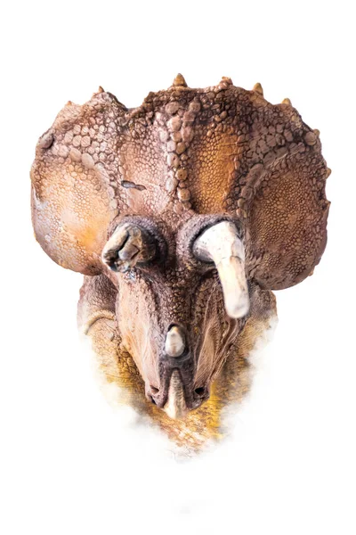 Cabeça Triceratops Dinossauro Fundo Isolado — Fotografia de Stock