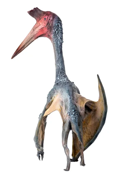 Pterosaurio Dinosaurio Sobre Fondo Aislado — Foto de Stock