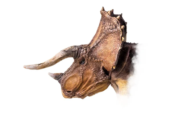 Head Triceratops Dinosaur Isolated Background — Stock Photo, Image