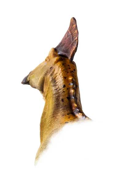 Het Hoofd Van Olorotitan Dinosaurus Geïsoleerde Achtergrond — Stockfoto
