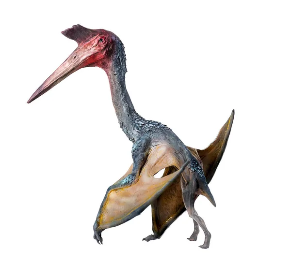 Pterosaur Dinosaurus Izolovaném Pozadí — Stock fotografie