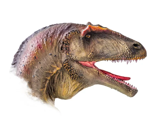 Carcharodontosaurus Başı Izole Edilmiş Arka Plandaki Dinozor — Stok fotoğraf