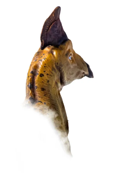 Голова Олоротітана Динозавра Ізольованому Тлі — стокове фото