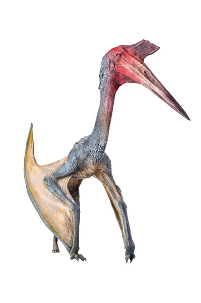 Pterosaurien Dinosaurie Isolerad Bakgrund — Stockfoto