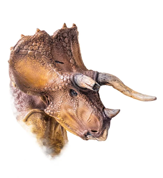 Chefen För Triceratops Dinosaurie Isolerad Bakgrund — Stockfoto