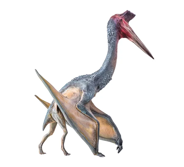 Pterosaur Dinosaurus Izolovaném Pozadí — Stock fotografie