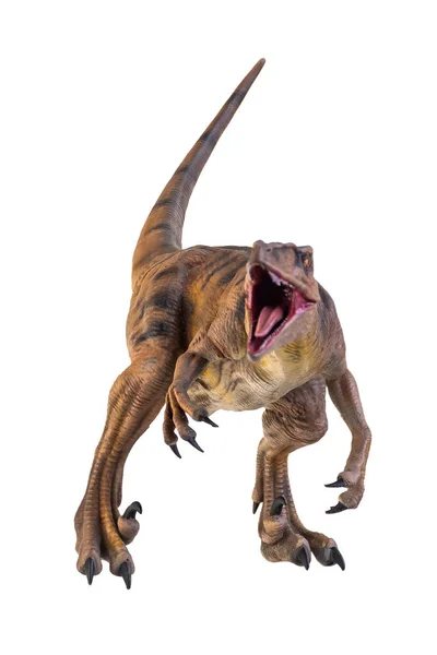 Dinosaurus Velociraptor Izolované Pozadí — Stock fotografie