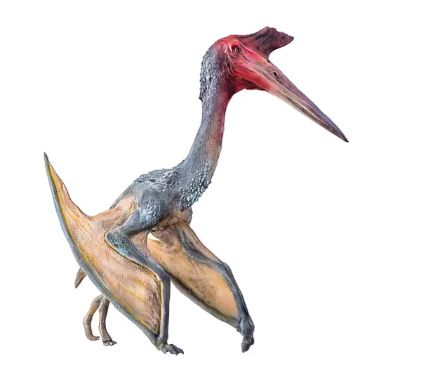 Pterosaurien Dinosaurie Isolerad Bakgrund — Stockfoto