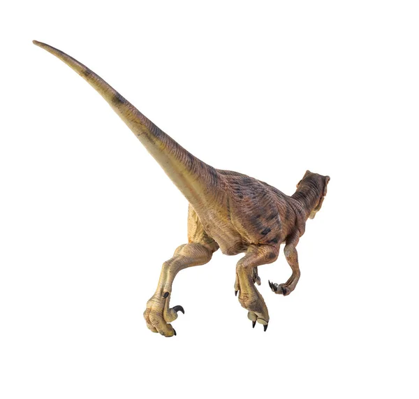 Dinosaurus Velociraptor Izolované Pozadí — Stock fotografie