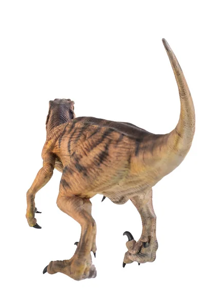 Dinoszaurusz Velociraptor Izolált Háttér — Stock Fotó