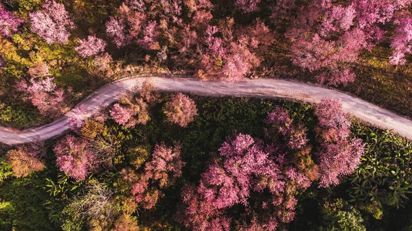 Widok Powietrza Krajobraz Piękny Dziki Himalajski Wiśnia Kwitnący Różowy Prunus — Zdjęcie stockowe