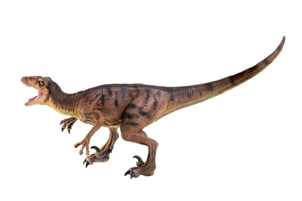 Dinosaure Fond Isolé Velociraptor — Photo