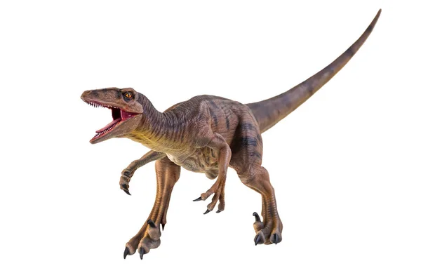 Dinosaurio Velociraptor Aislado Fondo —  Fotos de Stock