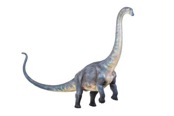 공룡인 브론토사우루스는 고립된 배경을 가지고 — 스톡 사진