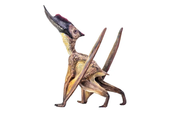 Dinosaurus Dsungaripterus Geïsoleerde Achtergrond — Stockfoto