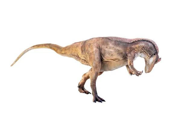 Dinosaur Allosaurus Med Isolert Bakgrunn – stockfoto
