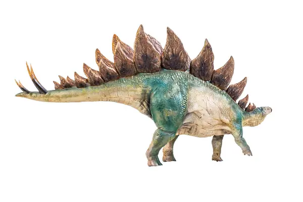 Dinossauro Stegosaurus Fundo Isolado — Fotografia de Stock