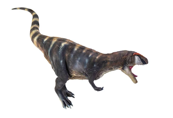 Dinosaure Carcharadontosaurus Fond Isolé — Photo
