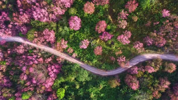 Vista Aérea Del Paisaje Hermoso Cerezo Salvaje Del Himalaya Flor — Vídeos de Stock