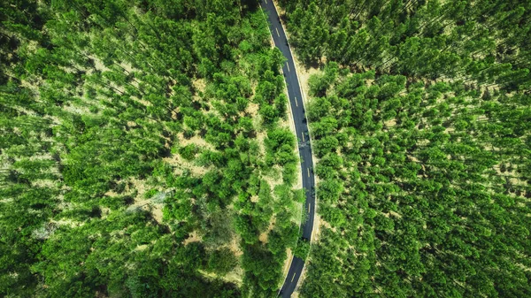 Високий Кут Пострілу Вид Сосновий Ліс Дорогу — стокове фото