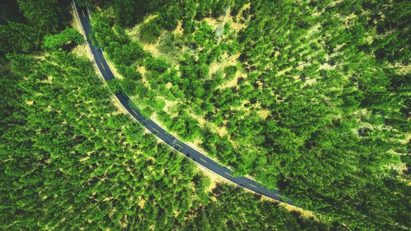 Plano Ángulo Alto Vista Aérea Bosque Pinos Carretera —  Fotos de Stock
