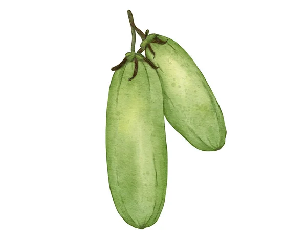 Averrhoa Φρούτα Σύνθεση Ακουαρέλα Απεικόνιση Απομονωμένο Στοιχείο — Φωτογραφία Αρχείου