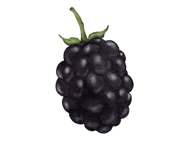 Mora Fruta Composición Acuarela Ilustración Elemento Aislado — Foto de Stock